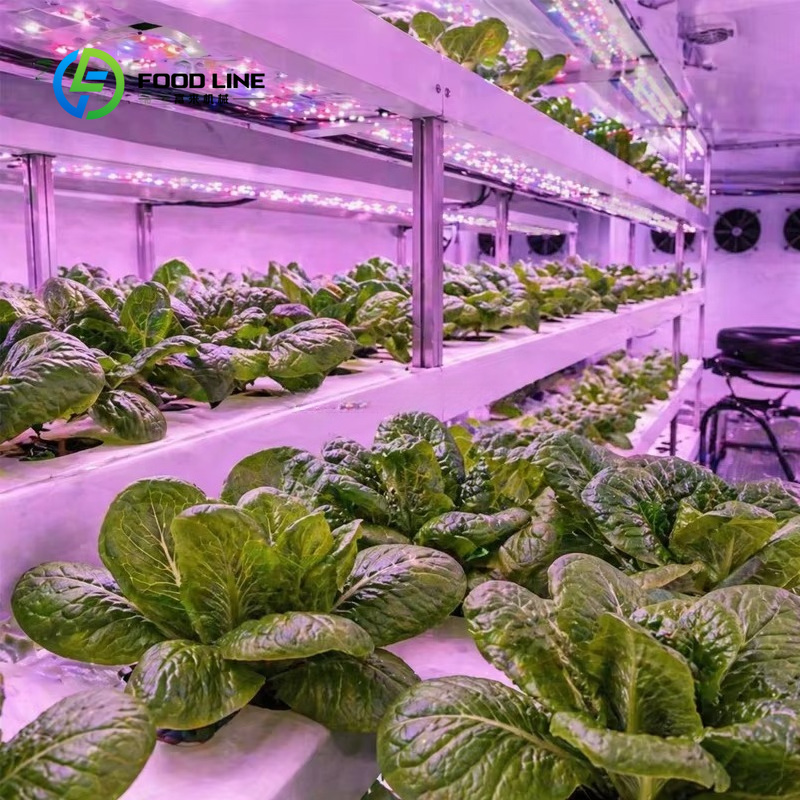 Ticari Yapraklı Yeşillik Yetiş - Farming Agriculture Project incelemesi ve fiyatı