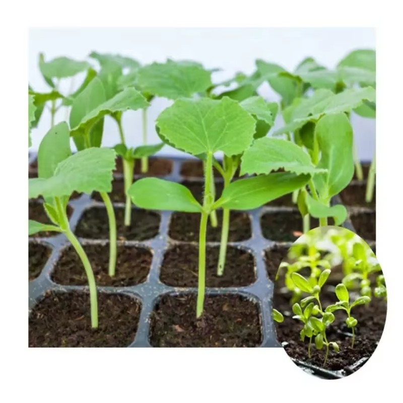 Otomatik Fide Tepsisi Ekim Mak - Nursery Plug Tray incelemesi ve fiyatı