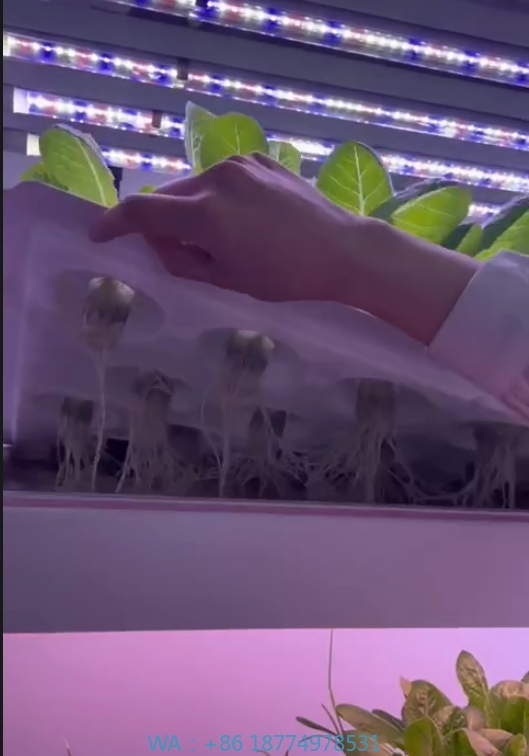 Sera Tarım Ekipmanları Mantar  - Farming Agriculture Equipment incelemesi ve fiyatı