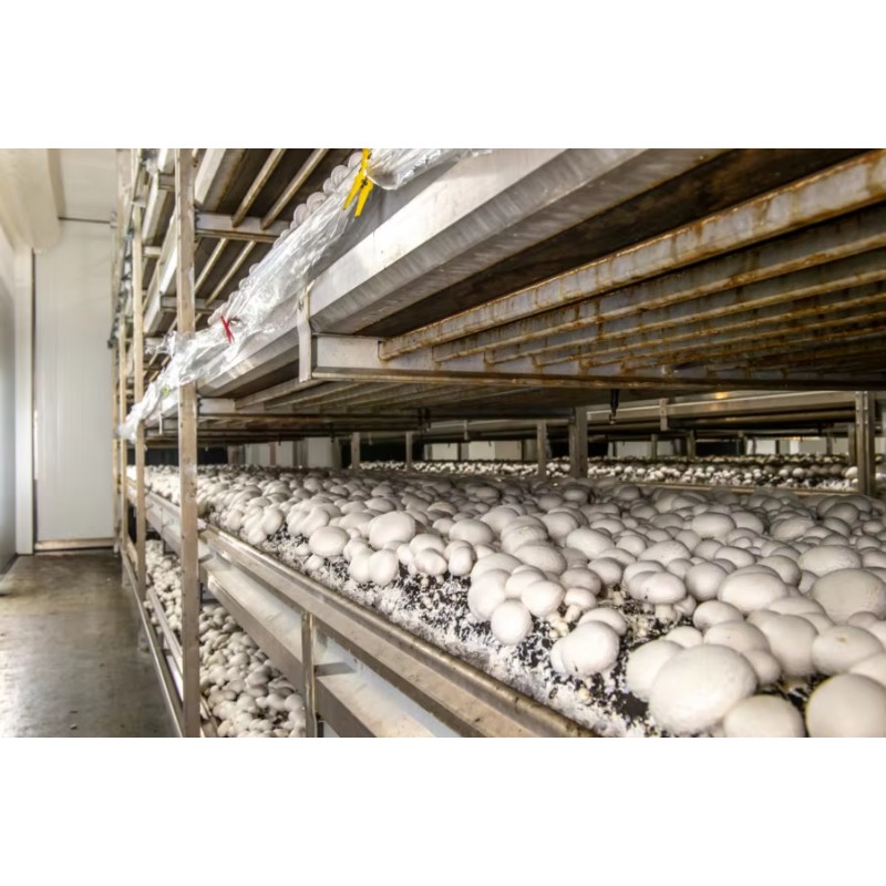 Otomatik Sulama Sistemli Hidro - Farming Agriculture Project incelemesi ve fiyatı