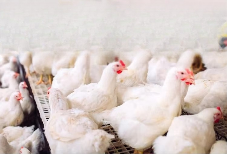 Taşınabilir 12000kcal/saat Kan - Farming System & Sustainable Agriculture incelemesi ve fiyatı
